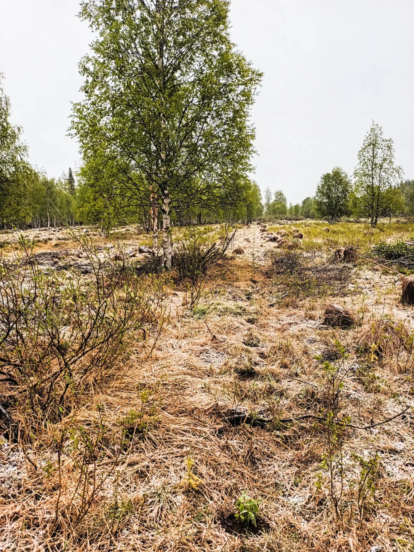 Ensimmäiset hunajamarjan taimet istutetaan Posion pellolle 25.5.2023