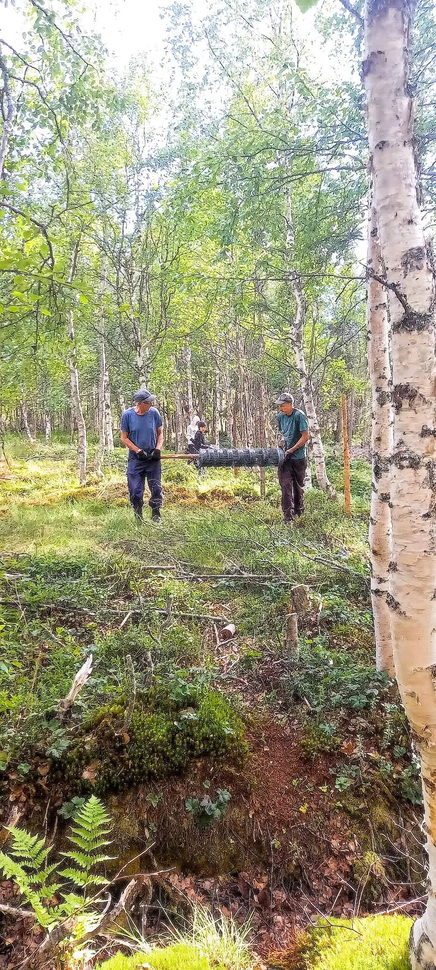 Poroaidan rakentamista Posion hunajamarjapellolla heinäkuussa 2023