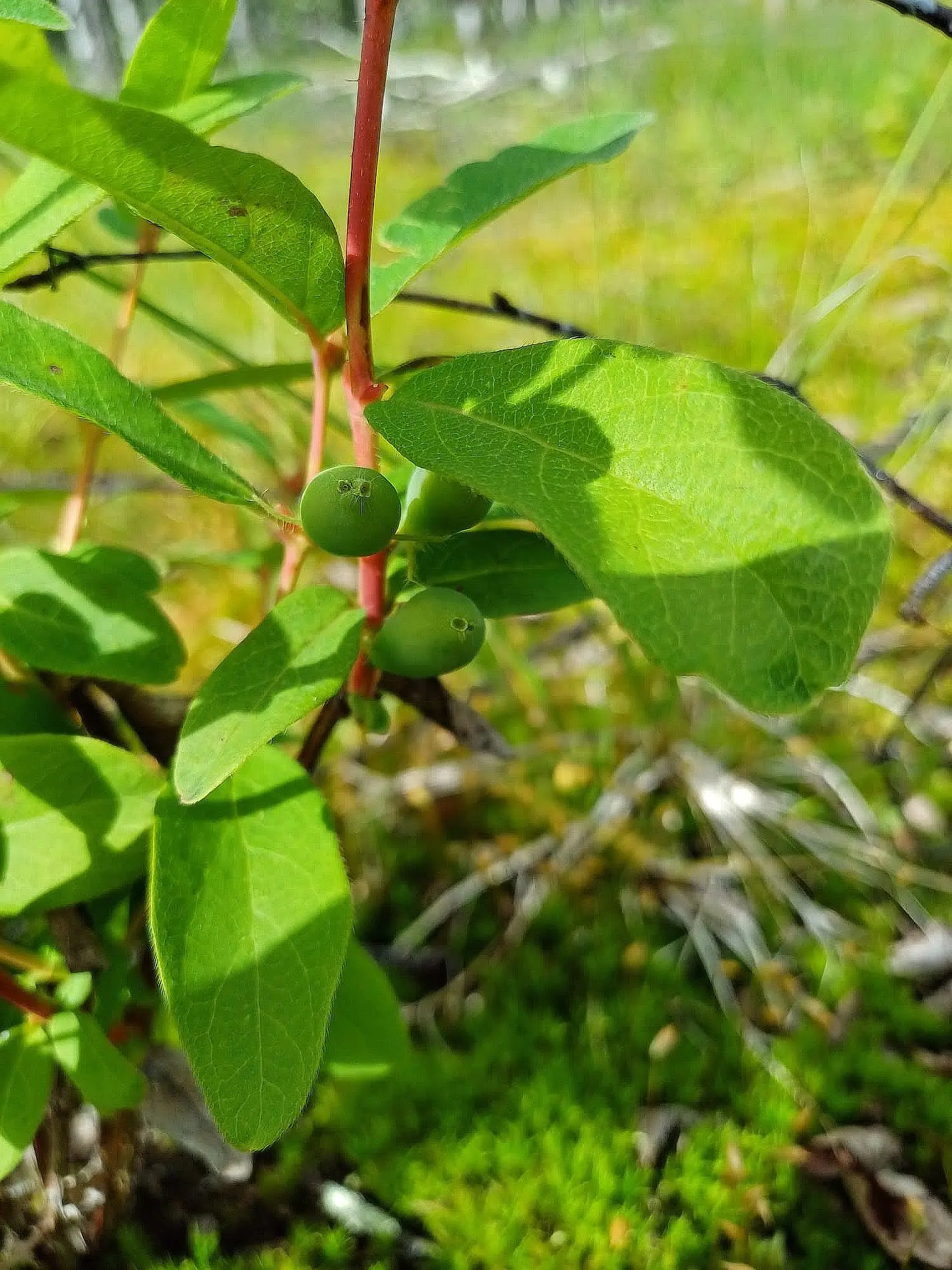 Ensimmäiset marjat muodostumassa