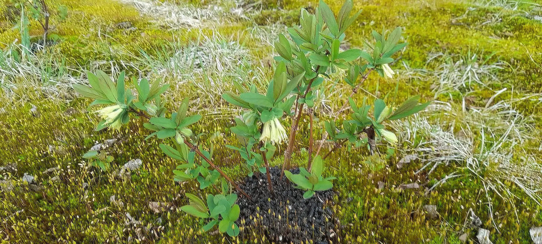 Kukinta alkamassa