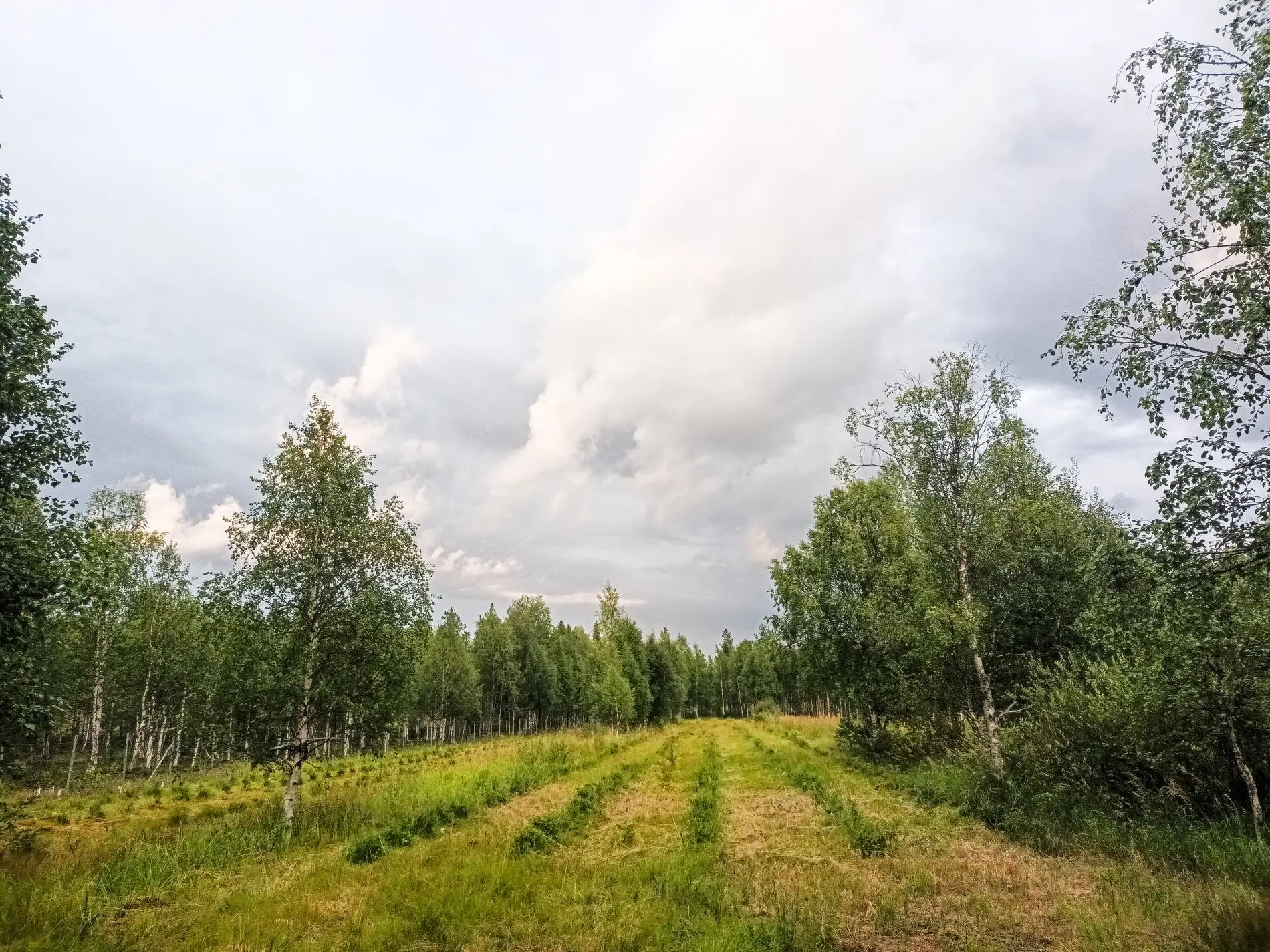 Vehreä hunajamarjapelto kesällä 2025