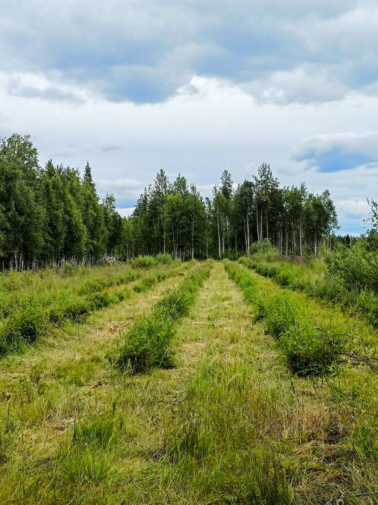 Hunajamarjapensaiden rivit jatkuvat kohti metsänreunaa heinäkuussa 2026