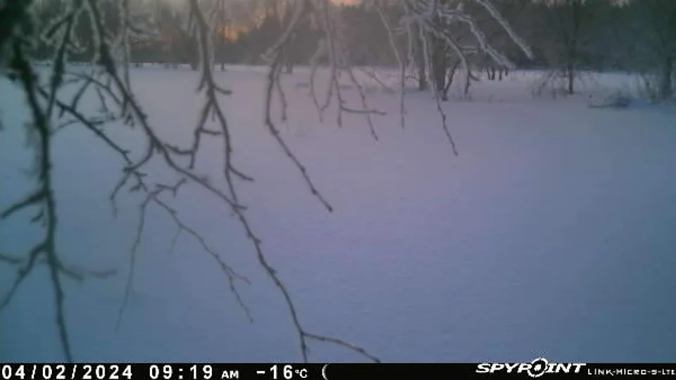 4.2.2024 klo 09:19, −16°C — huurteiset oksat lumisen pellon yllä