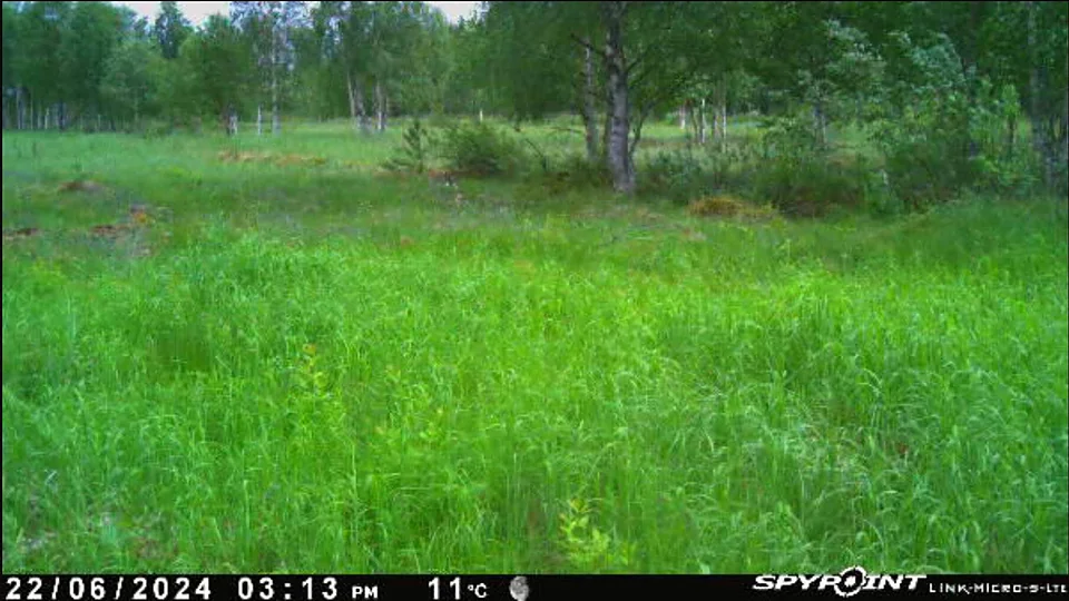 22.6.2024 klo 15:13, 11°C — rehevä heinikko kesäkuussa