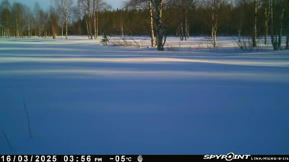 16.3.2025 klo 15:56, −5°C — aurinkoinen lumipelto