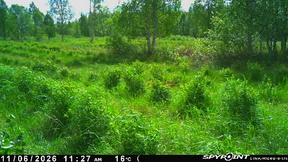 11.6.2026 klo 11:27, 16°C — kesäkuun rehevä kasvusto